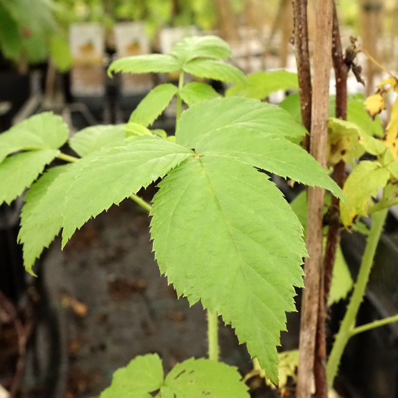 Himbeere Golden Everest Bio (Foliage)