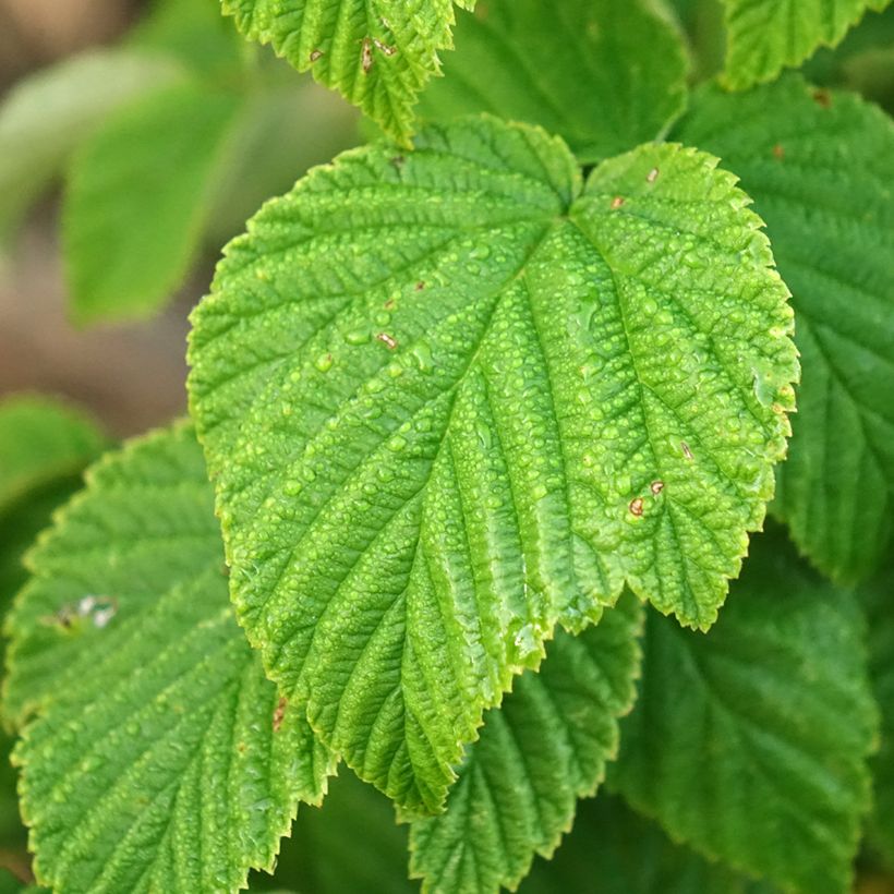 Himbeere Golden Everest (Foliage)