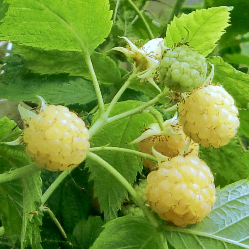 Himbeere Golden Everest (Harvest)