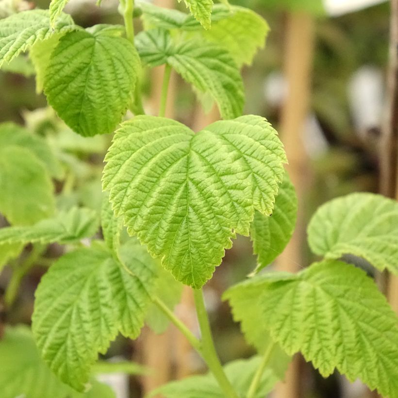 Zwerghimbeere Lowberry Goodasgold (Foliage)