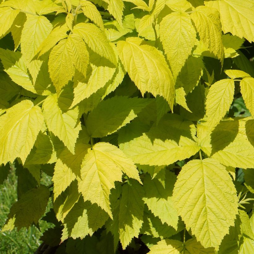 Himbeere Groovy (Jdeboer005) (Foliage)
