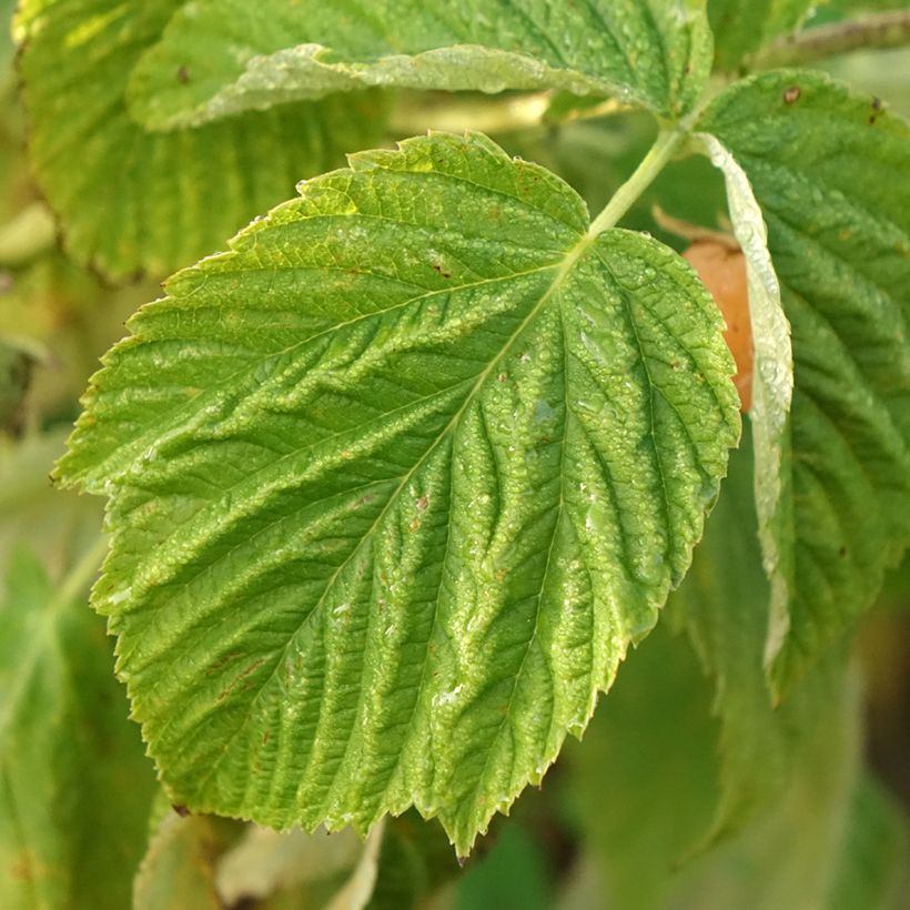 Zwerghimbeere Lowberry Little Orangelina (Foliage)