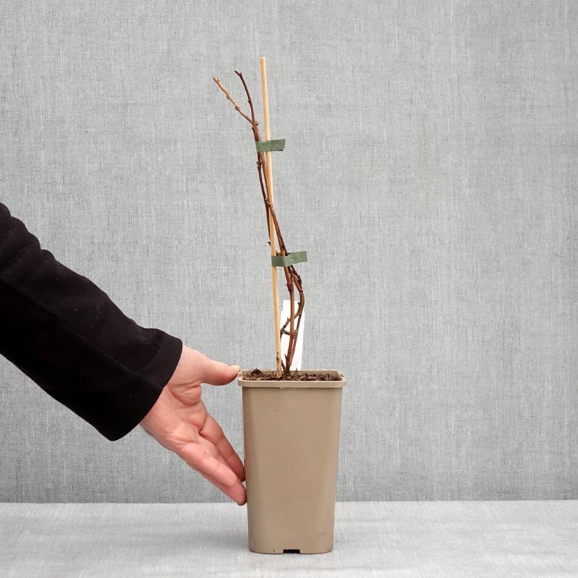 Exemplar von Zwerghimbeere Lowberry Little Orangelina Topf mit 1,5L/2L wie im Winter geliefert