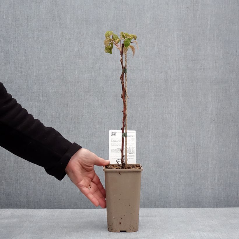 Exemplar von Himbeere Mademoiselle Françoise Topf mit 1,5L/2L, Strauch/Busch, mehrstämmig wie im Winter geliefert