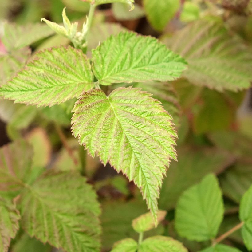 Himbeere Mademoiselle Françoise (Foliage)