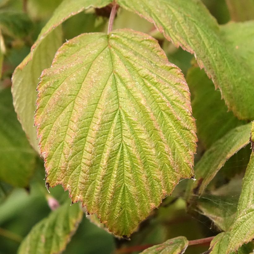 Himbeere Magnific Delbard 'Delmes' (Foliage)