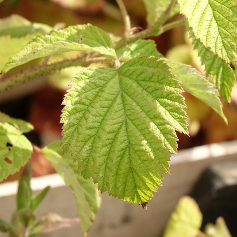 Himbeere Malling promise (Foliage)