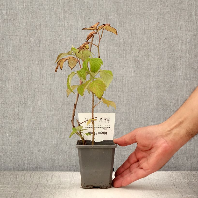 Exemplar von Himbeere Malling promise Kleine Töpfe von 8/9 cm wie im Sommer geliefert