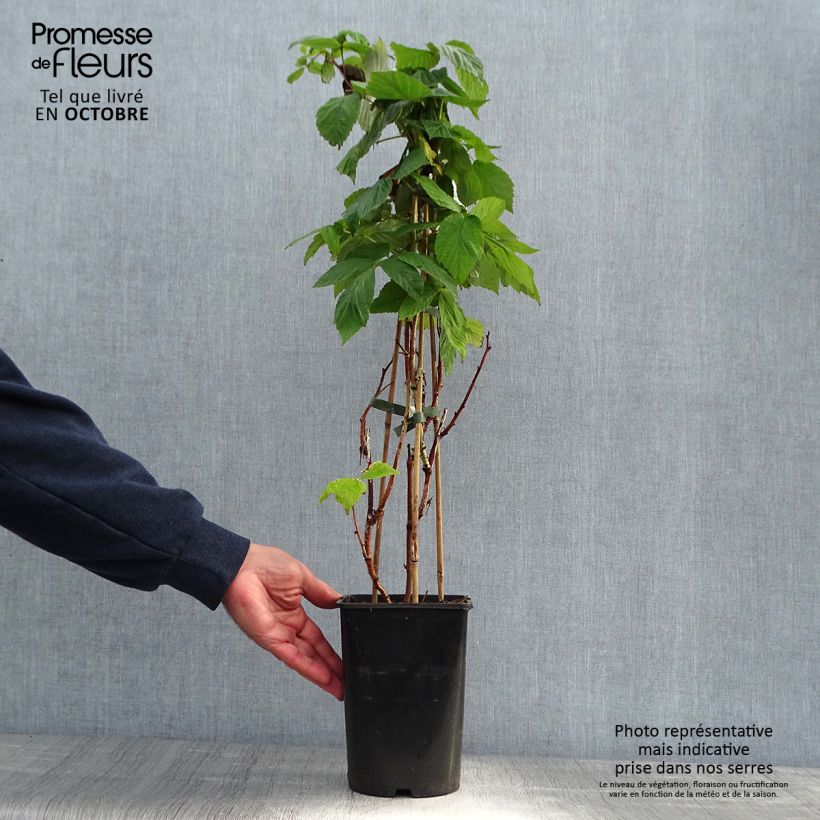 Example of Himbeere Malling promise Topf mit 1,5L/2L as you get in automne