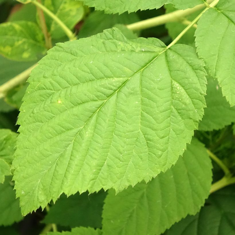 Himbeere Meker (Foliage)