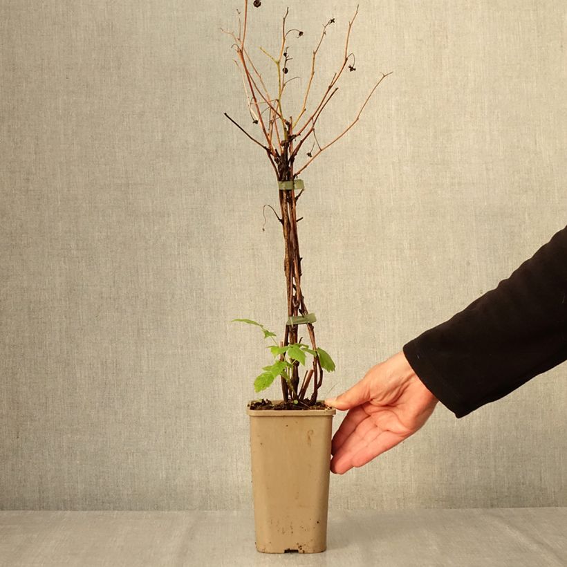 Exemplar von Zwerghimbeere Lowberry Little Orangelina Topf mit 1,5L/2L wie im Herbst geliefert