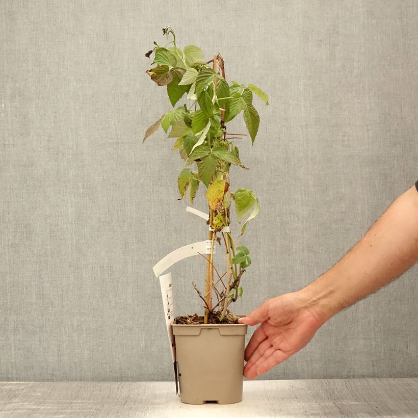 Exemplar von Himbeere Autumn Belle Topf mit 2L/3L wie im Sommer geliefert