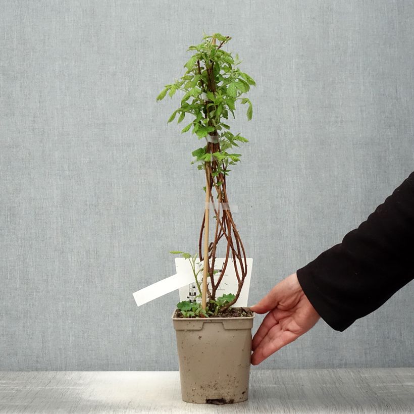 Exemplar von Himbeere Bella Aromatica Topf mit 2L/3L wie im Frühjahr geliefert