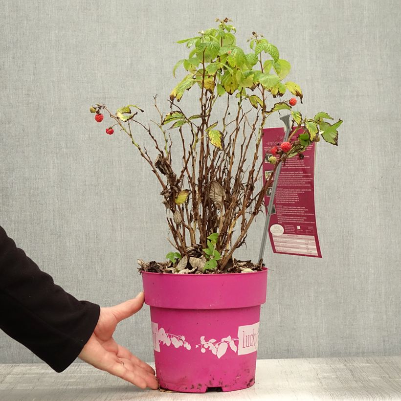 Example of Zwerghimbeere Lucky Berry Topf mit 4L/5L, Strauch/Busch, mehrstämmig as you get in automne