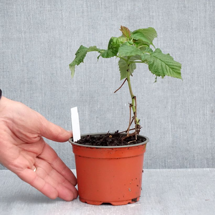 Exemplar von Himbeere Ruby Beauty Kleine Töpfe von 8/9 cm wie im Herbst geliefert