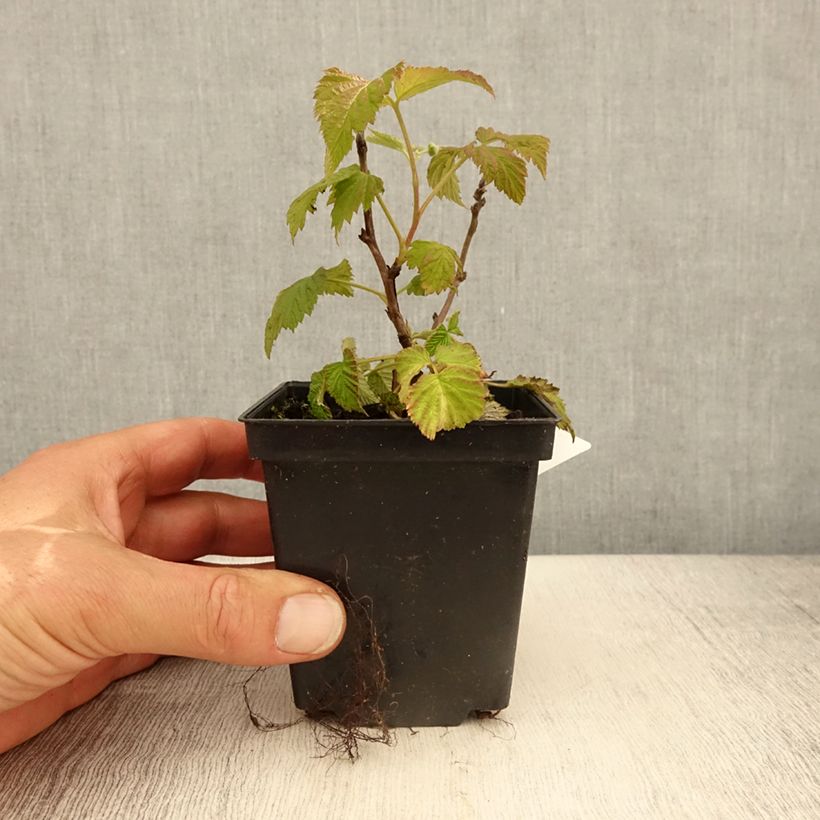 Example of Himbeere Ruby Beauty Kleine Töpfe von 8/9 cm as you get in printemps