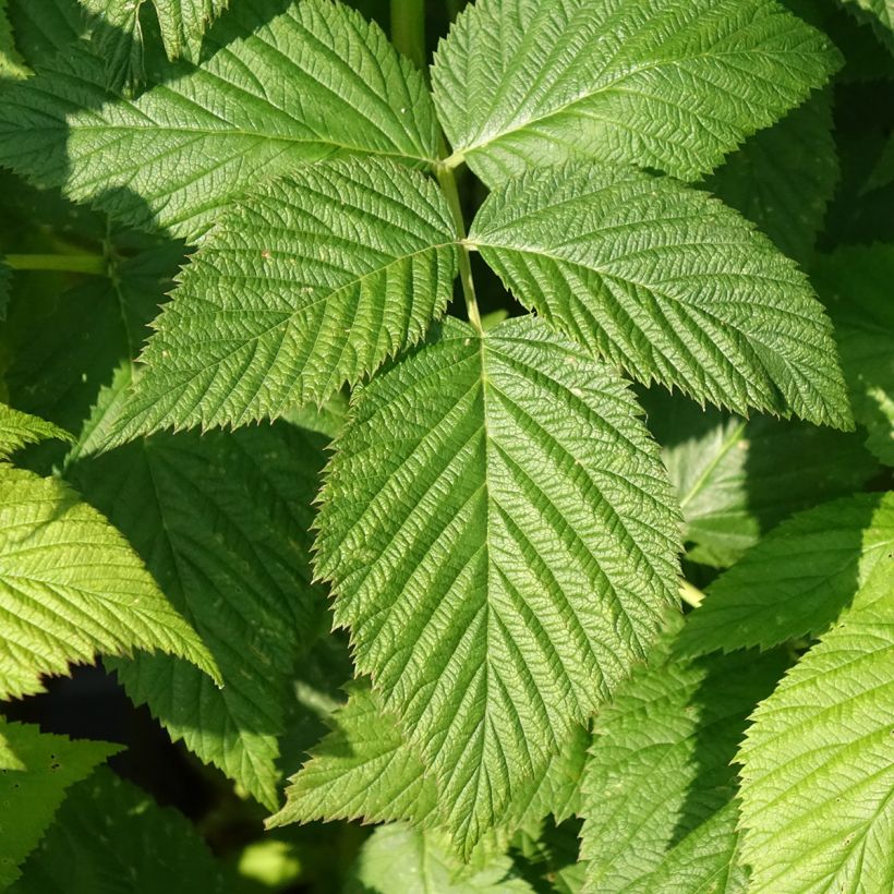 Himbeere Paris Bio (Foliage)