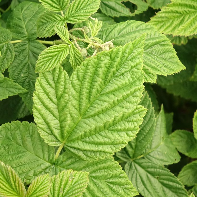 Himbeere Primeberry Autumn Fleshy (Foliage)