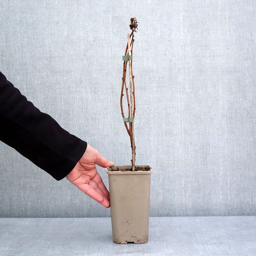 Exemplar von Himbeere Primeberry Autumn Fleshy Topf mit 1,5L/2L, Strauch/Busch, mehrstämmig wie im Winter geliefert