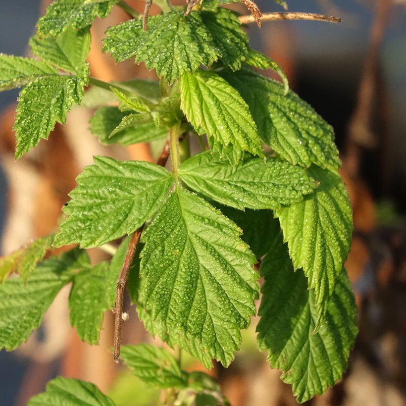 Himbeere Primeberry Autumn Happy (Foliage)