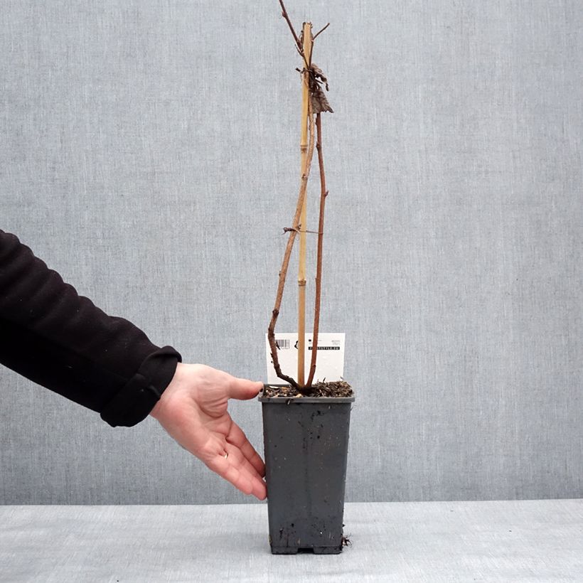 Exemplar von Himbeere Primeberry Autumn Happy Topf mit 1,5L/2L wie im Winter geliefert