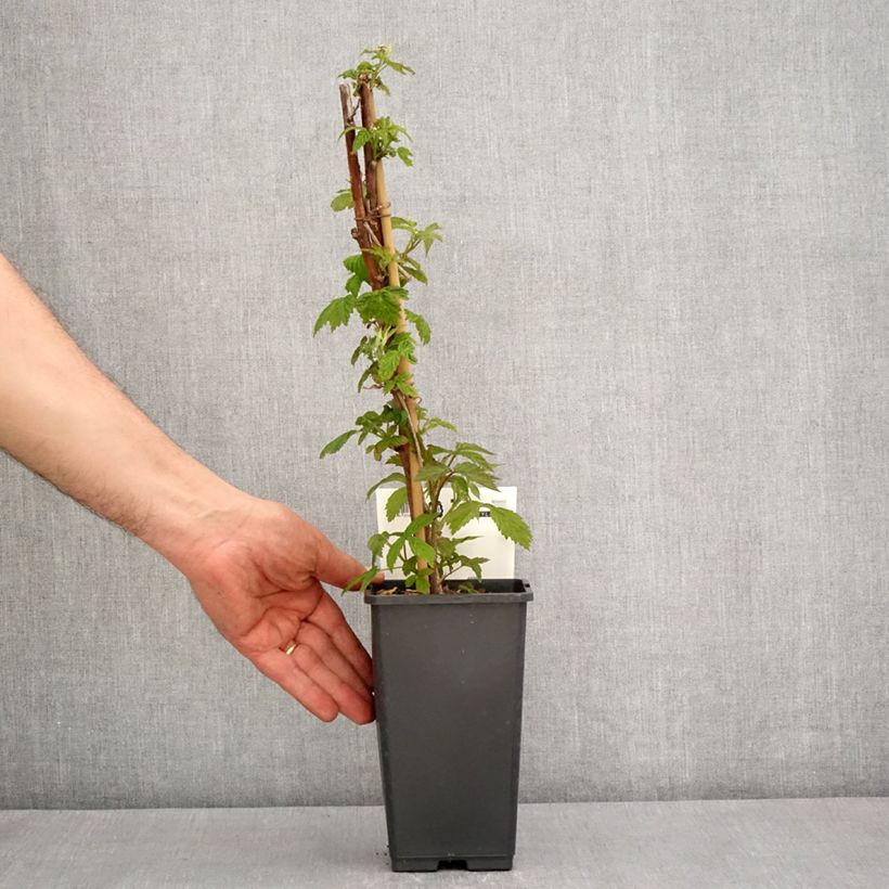 Exemplar von Himbeere Primeberry Autumn Happy Topf mit 1,5L/2L wie im Frühjahr geliefert