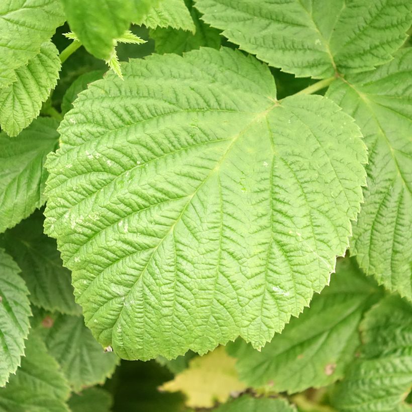 Himbeere Primeberry Autumn Sun (Foliage)