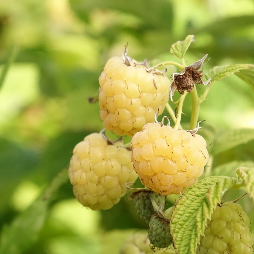 Himbeere Primeberry Autumn Sun (Harvest)