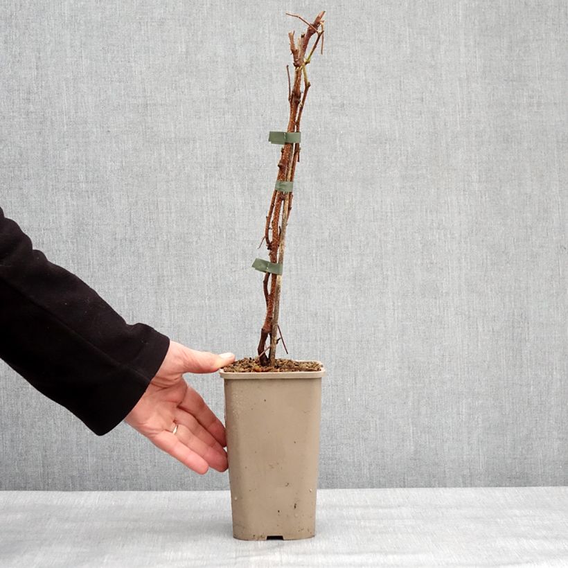 Exemplar von Himbeere Primeberry Autumn Sun Topf mit 1,5L/2L, Strauch/Busch, mehrstämmig wie im Winter geliefert