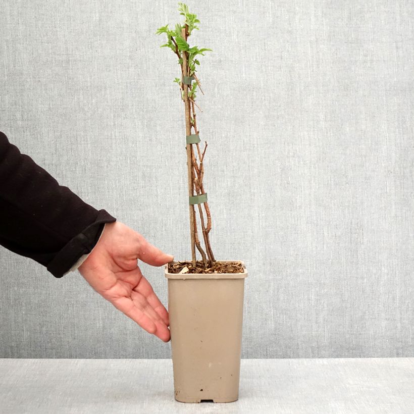 Exemplar von Himbeere Primeberry Autumn Sun Topf mit 1,5L/2L, Strauch/Busch, mehrstämmig wie im Frühjahr geliefert