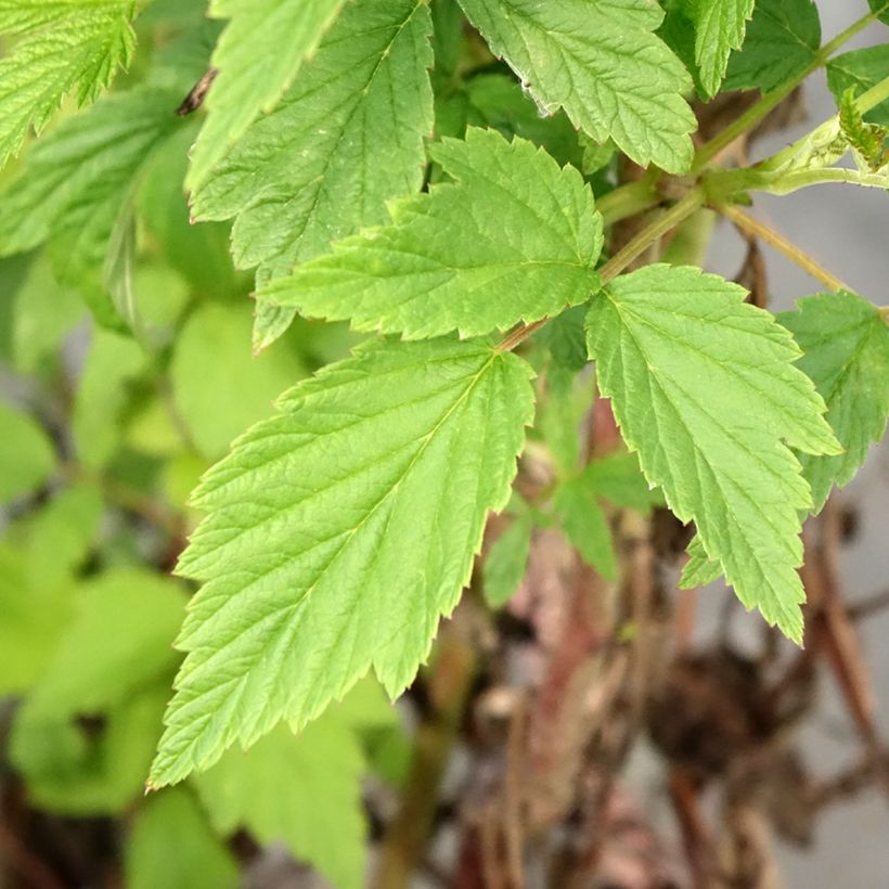 Himbeere Primeberry Autumn Wildy (Foliage)