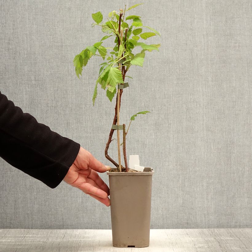 Exemplar von Himbeere Primeberry Autumn Wildy Topf mit 1,5L/2L wie im Frühjahr geliefert