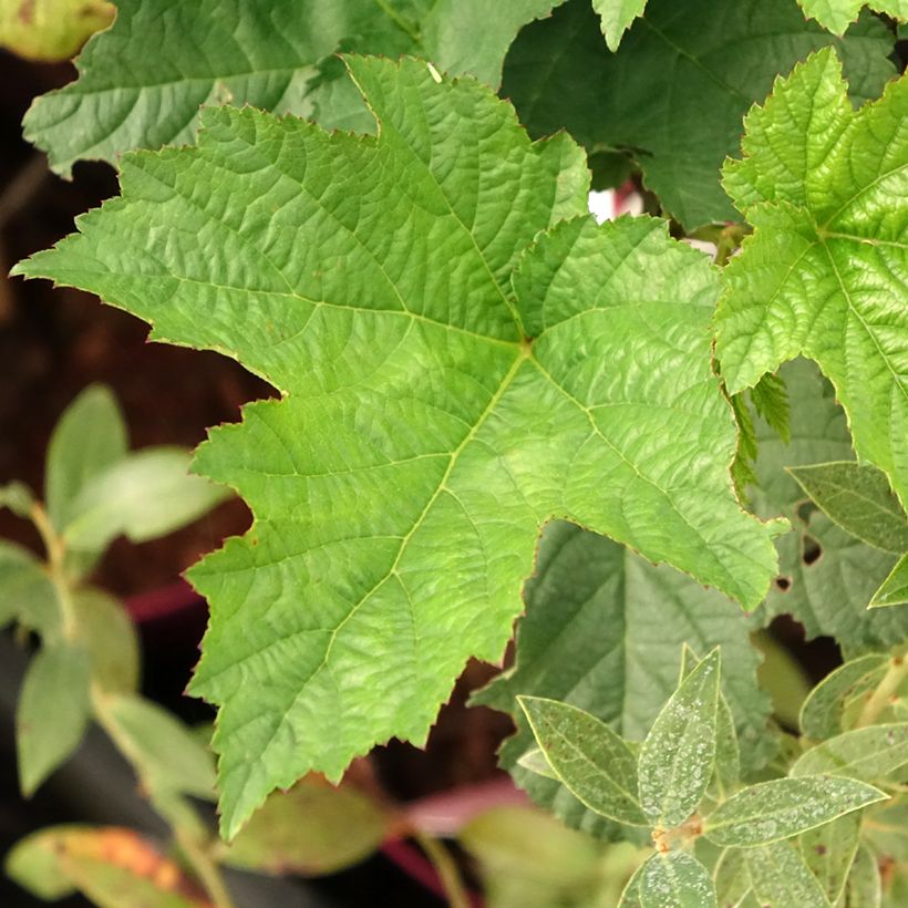 Himbeere Raspbeary (Foliage)
