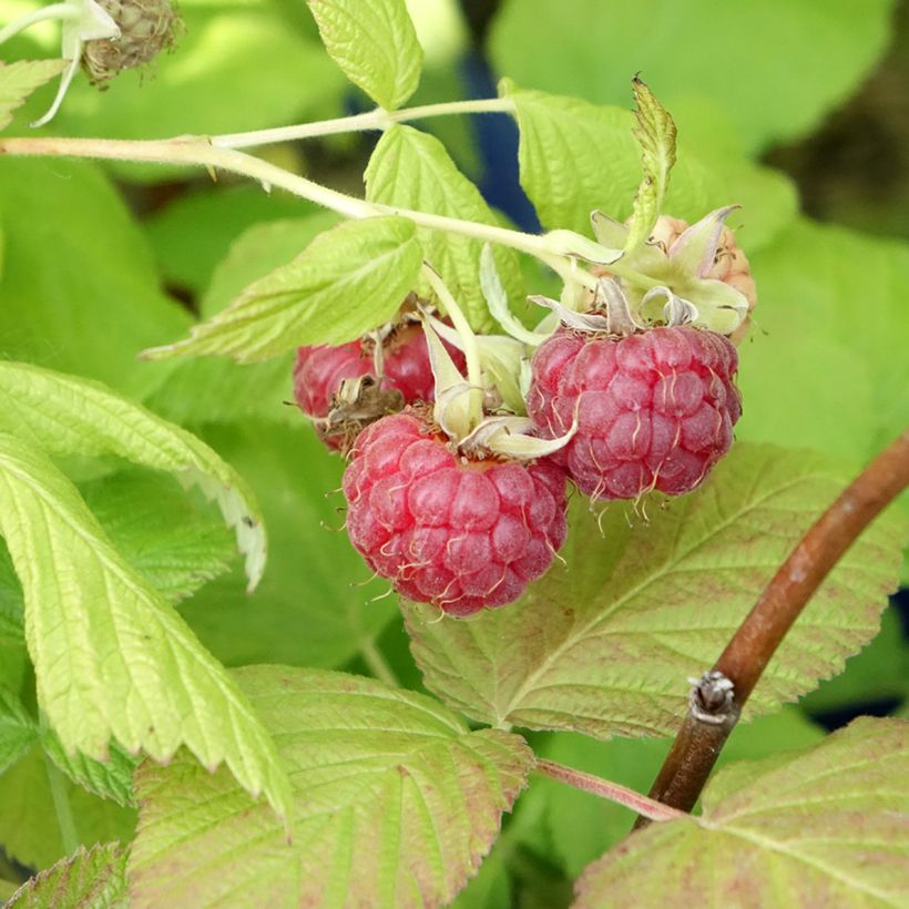 Himbeere FRUITALITY Frambélise (Harvest)