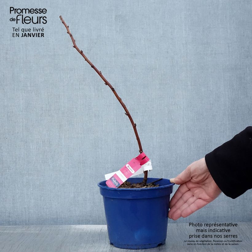 Exemplar von Himbeere FRUITALITY Frambélise Topf mit 2L/3L, Strauch/Busch, mehrstämmig wie im Winter geliefert