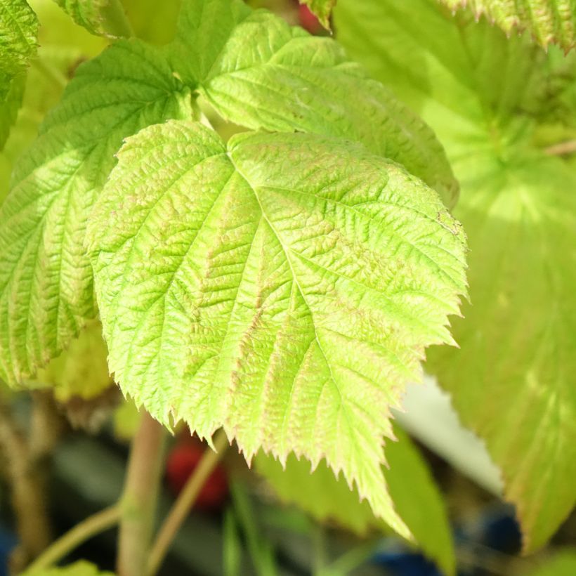 Himbeere FRUITALITY Frambélise (Foliage)