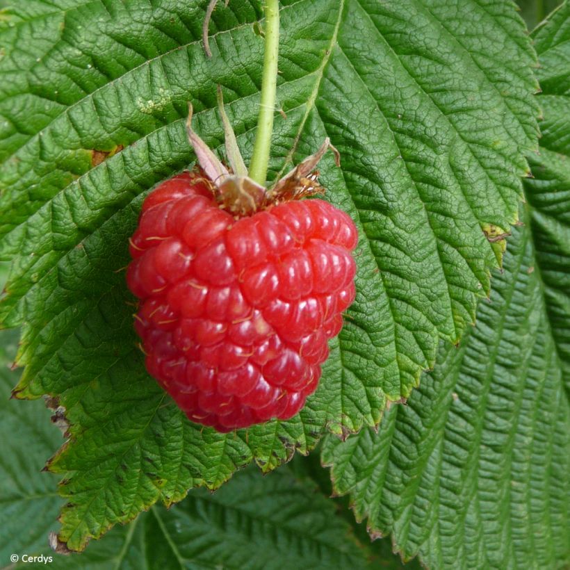 Himbeere Mademoiselle Françoise (Harvest)