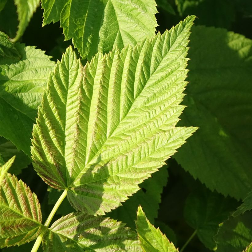 Himbeere Primeberry Autumn Chef (Foliage)
