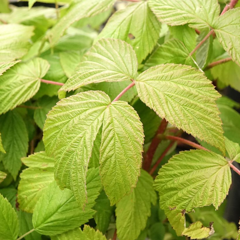 Himbeere Sanibelle (Foliage)