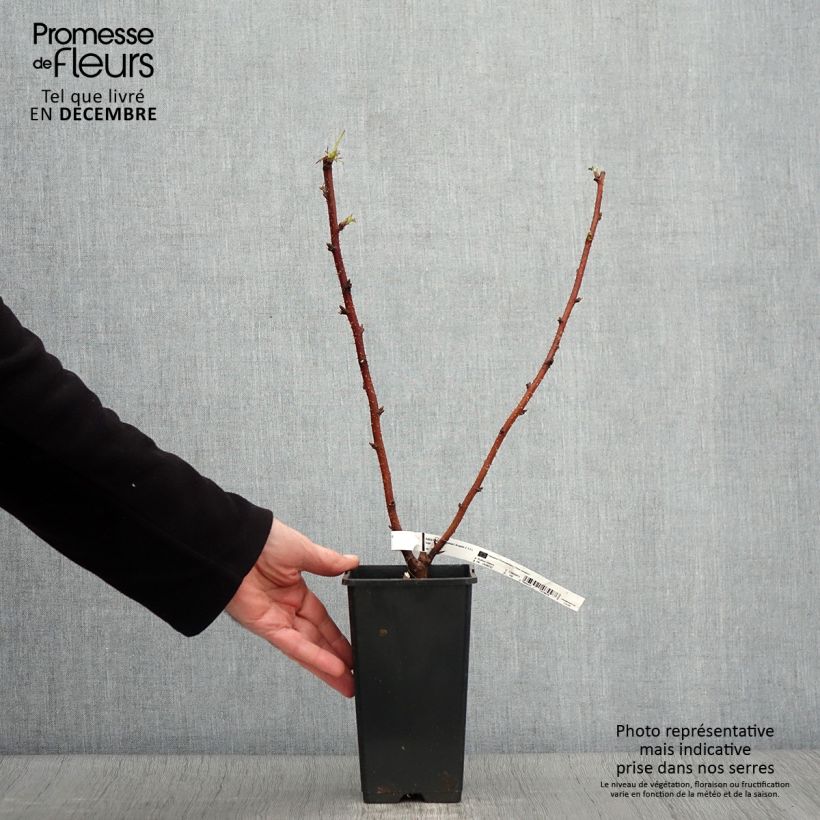 Example of Himbeere Scepter Topf mit 1L/1,5L as you get in automne