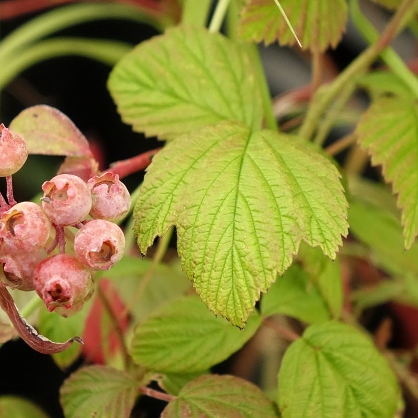 Himbeere Scepter (Foliage)