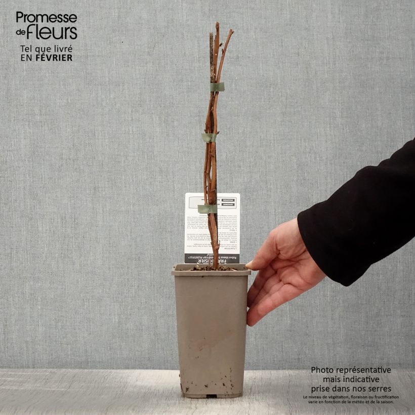 Exemplar von Himbeere Schlaraffia Plentiful Topf mit 1,5L/2L, Strauch/Busch, mehrstämmig wie im Winter geliefert