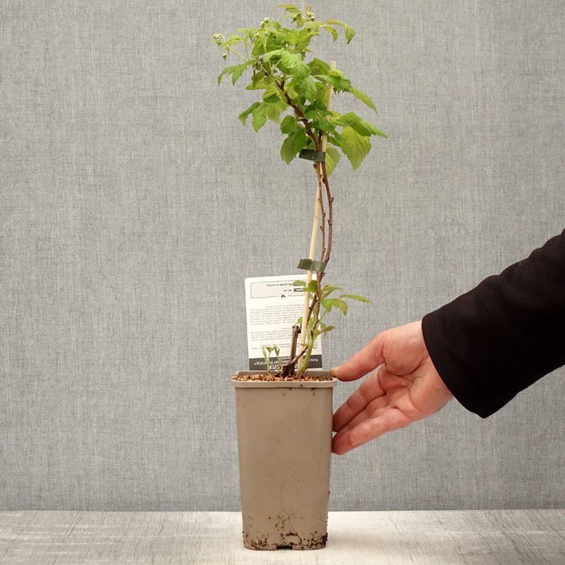 Exemplar von Himbeere Schlaraffia Plentiful Topf mit 1,5L/2L, Strauch/Busch, mehrstämmig wie im Frühjahr geliefert