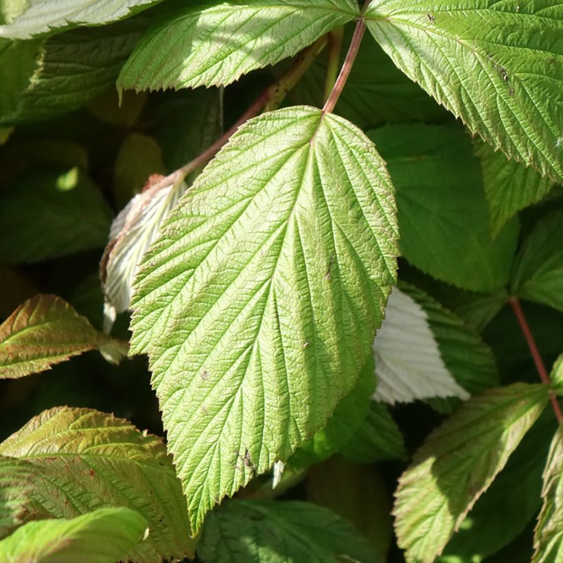 Himbeere September (Foliage)