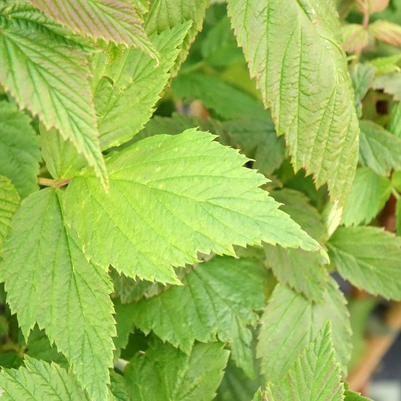 Himbeere Malling Passion (Foliage)