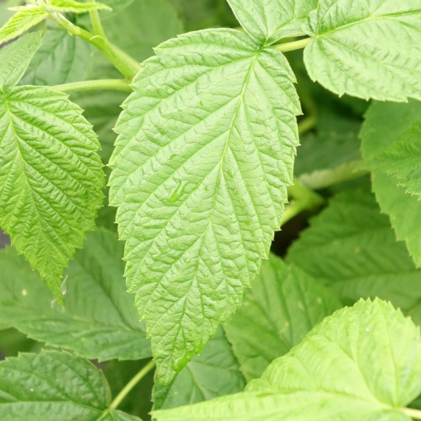 Himbeere Schlaraffia Golddigger (Foliage)