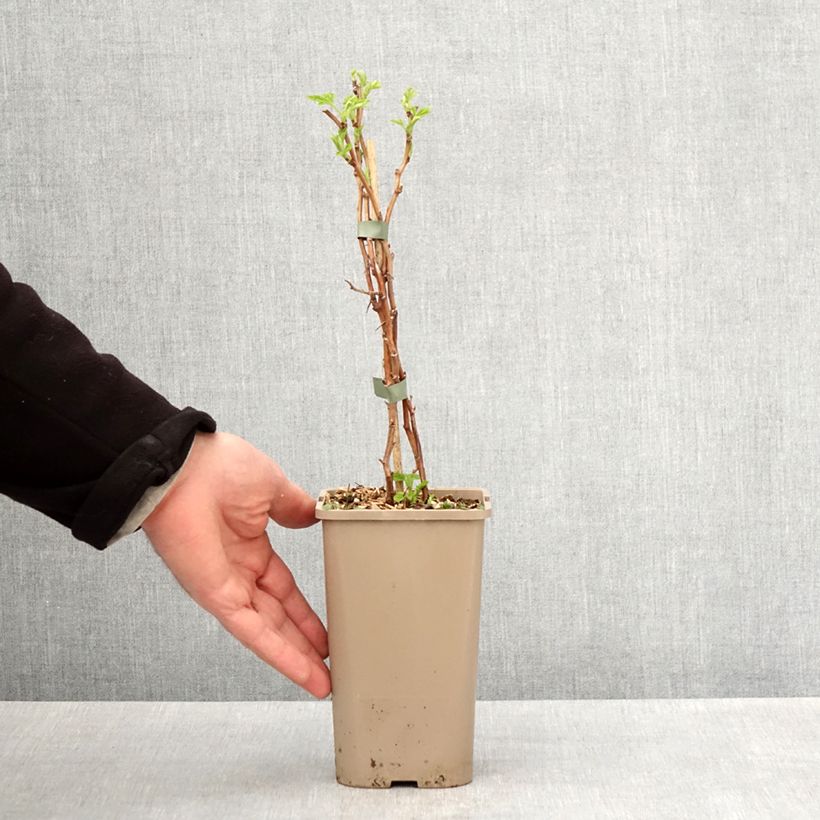 Exemplar von Himbeere Schlaraffia Golddigger Topf mit 1,5L/2L, Strauch/Busch, mehrstämmig wie im Frühjahr geliefert