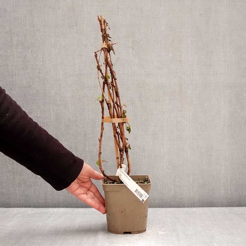 Exemplar von Himbeere Sumo 2 Topf mit 2L/3L, Strauch/Busch, mehrstämmig wie im Winter geliefert