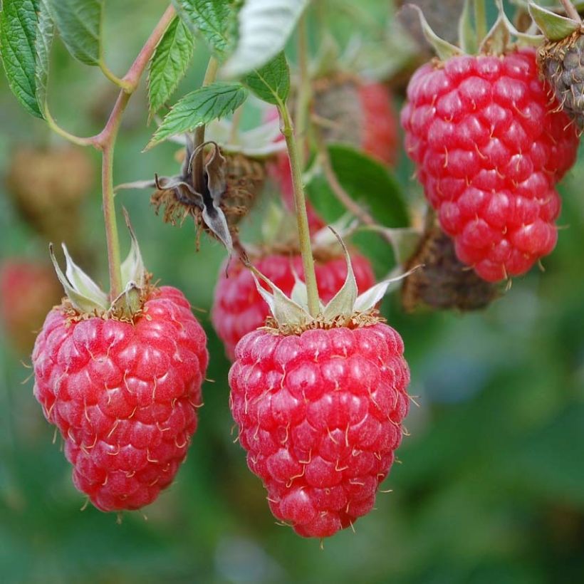 Himbeere Tulamagic (Harvest)
