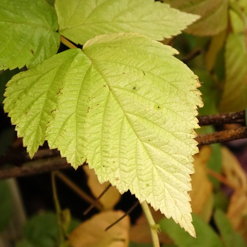 Himbeere Tulamagic (Foliage)